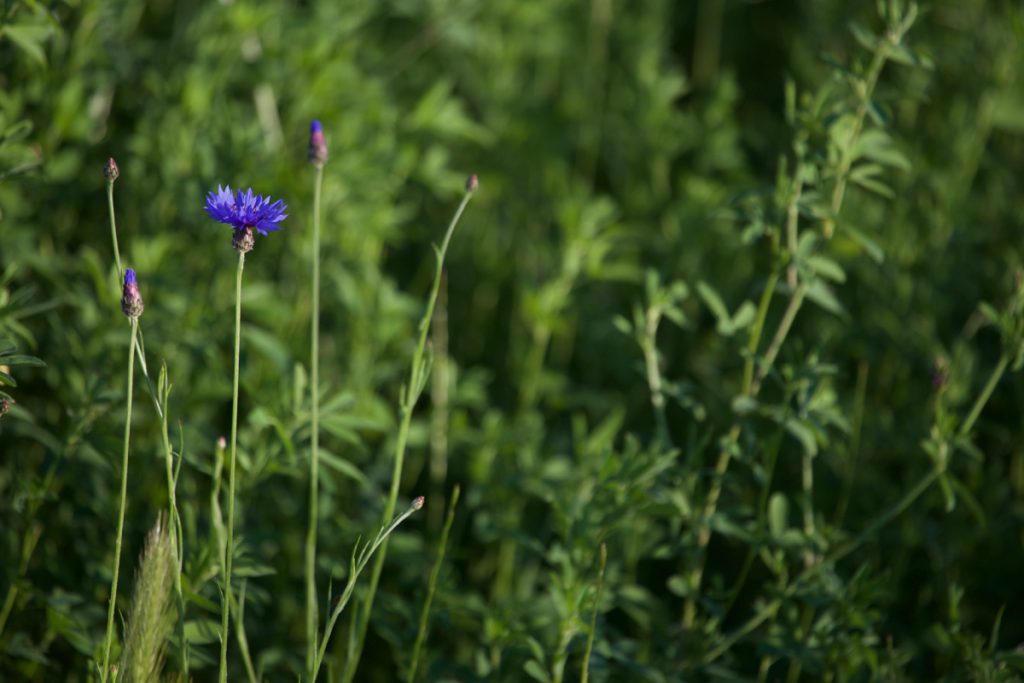 freistehende blühende Kornblume - Bienenfutter im Mai