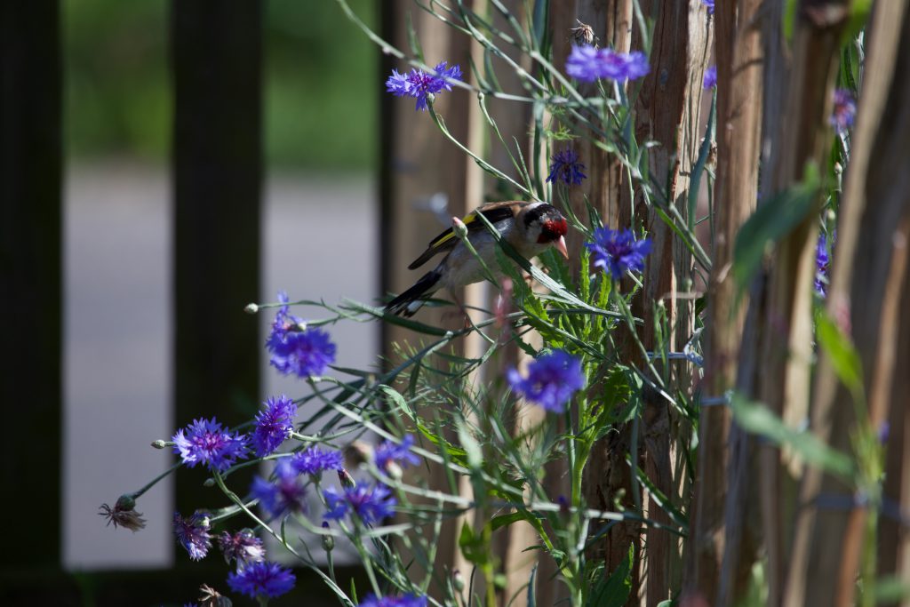 Diestelfink auf Kornblume
