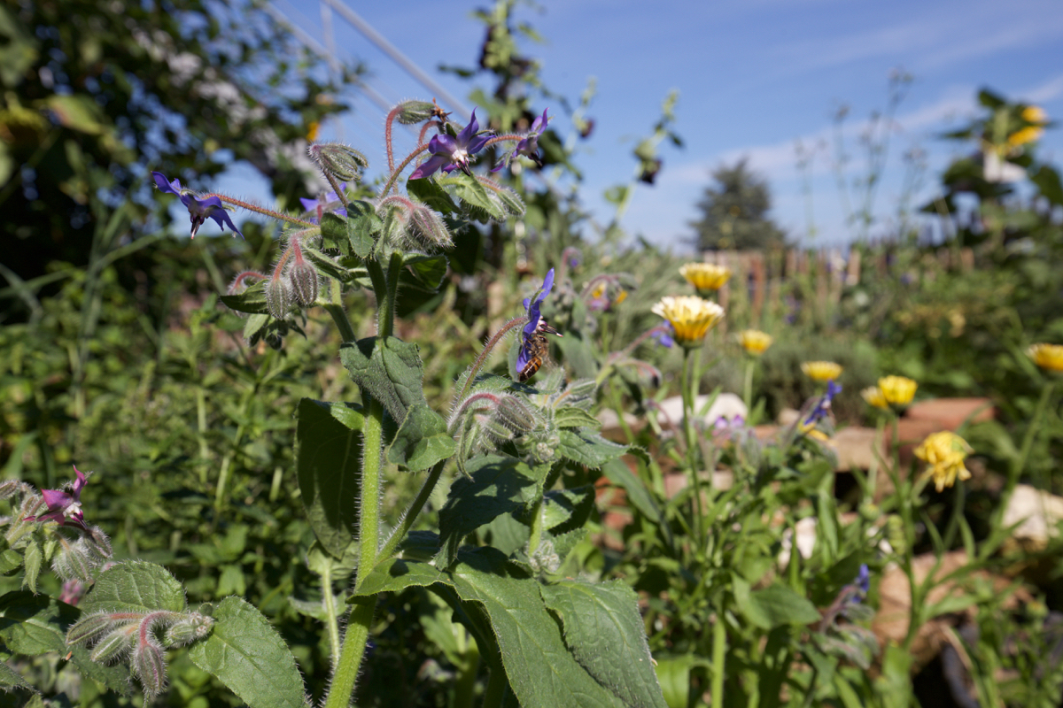37+ Vorgarten Für Bienen, Wer einen bienenfreundlichen garten oder