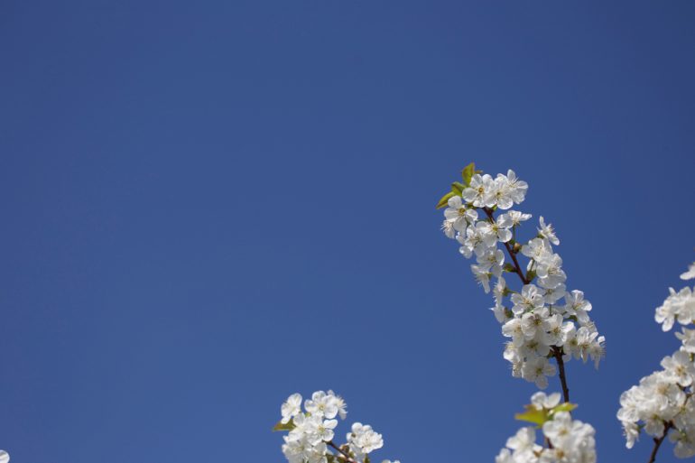 Bienenfutter Süßkirchenblüten zum Frühlingsanfang