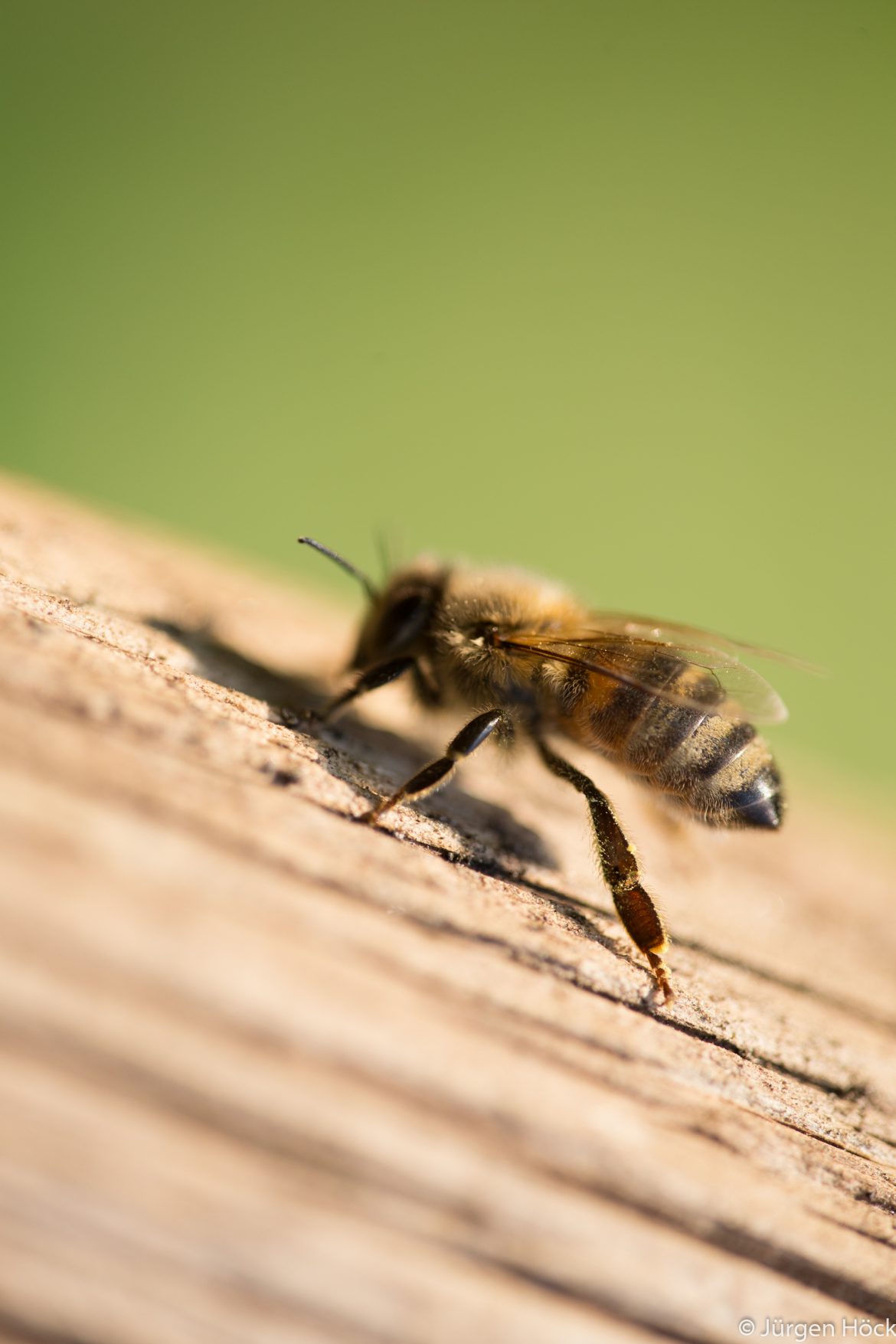 Makro Bienenseitenansicht