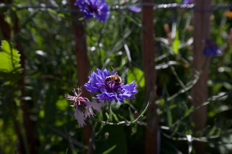 Bienenfutter Kornblumen mit Biene
