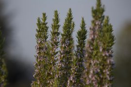 blühender Rosmarin als Futerquelle im Frühling für die Bienen