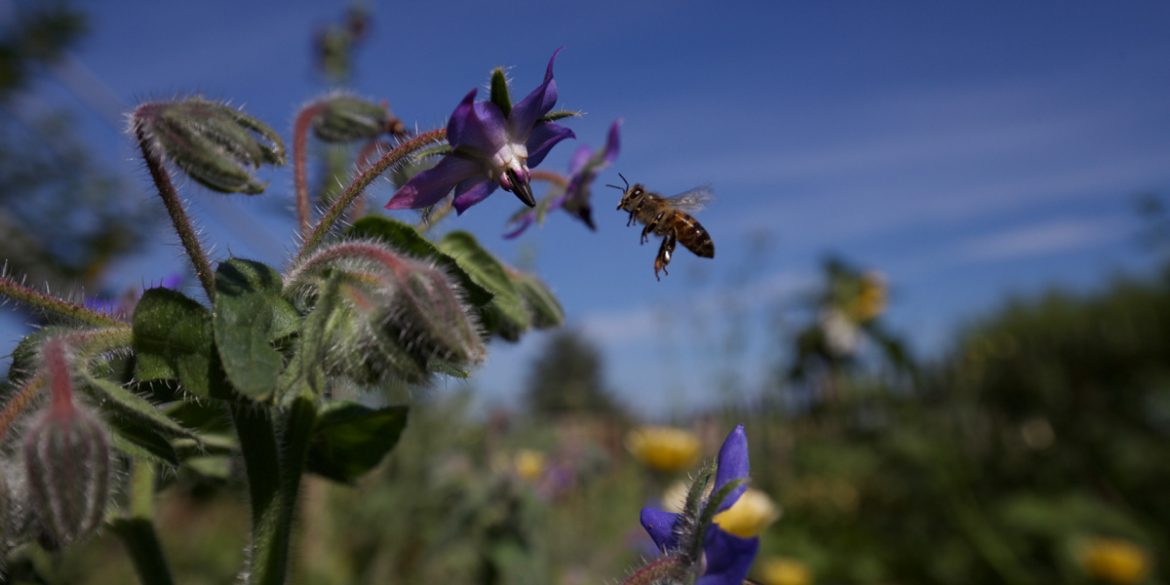 Bienenfreundliche Gärten