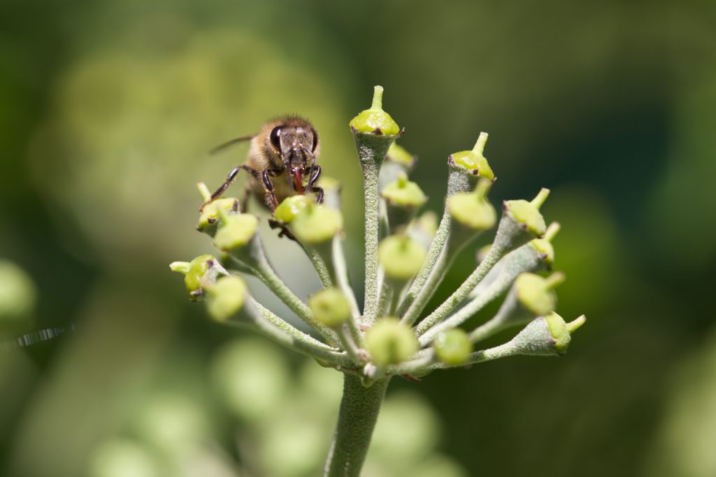 Efeu  biene-und-honig.de