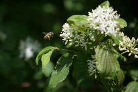 Bienenfutter Roter Hartriegel